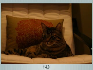 Digital Photography basics