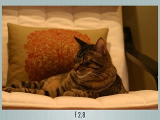 Digital Photography basics