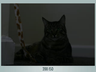 Digital Photography basics