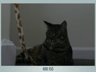 Digital Photography basics