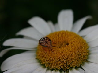 Digital Photography basics