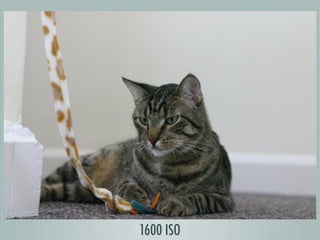 Digital Photography basics