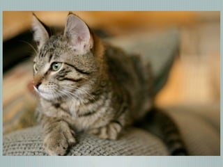 Digital Photography basics