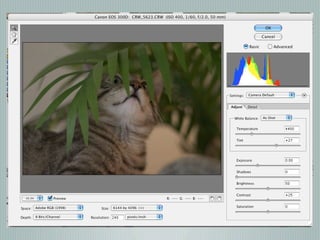 Digital Photography basics