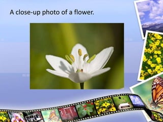 A close-up photo of a flower.
 