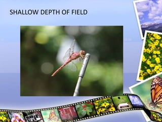 SHALLOW DEPTH OF FIELD
 