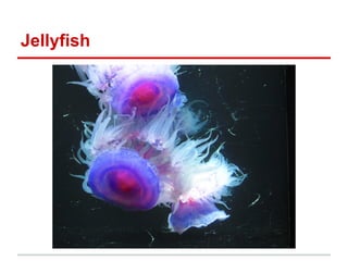 Jellyfish
 