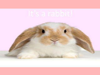 It’s a rabbit!
• Do you like animals?
 