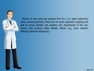 Rectum & anal canal are supplied from S2,3,4 (i.e. pelvic splanchnic
nerve; parasympathetic); these are the same segments supplying the
wall of urinary bladder, this explains why disturbances of the ano-
rectum may produce reflex bladder effects (e.g. urine retention
following haemorrhoidectomy).
 