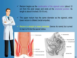  Rectum begins as the continuation of the sigmoid colon (about 12
cm from the anal verge) and ends at the anorectal junction. Its
length is about 6 inches (10-15 cm).
 The upper rectum has the same diameter as the sigmoid, while
lower rectum is dilated (rectal ampulla).
 Rectum is straight in lower mammals (hence its name) but curved
in man to fit into the sacral hollow.
 