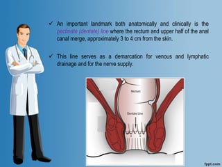  An important landmark both anatomically and clinically is the
pectinate (dentate) line where the rectum and upper half of the anal
canal merge, approximately 3 to 4 cm from the skin.
 This line serves as a demarcation for venous and lymphatic
drainage and for the nerve supply.
 