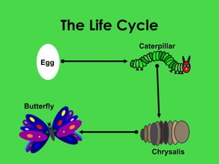 The Life Cycle Egg Caterpillar Chrysalis Butterfly
