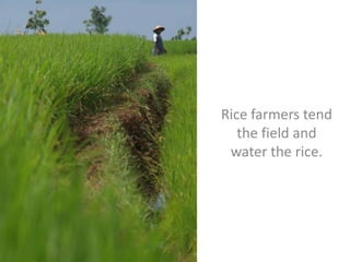 Rice farmers tend
the field and
water the rice.

 
