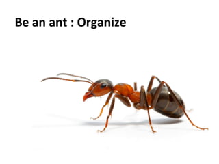 Be	
  an	
  ant	
  :	
  Organize	
  
	
  
 