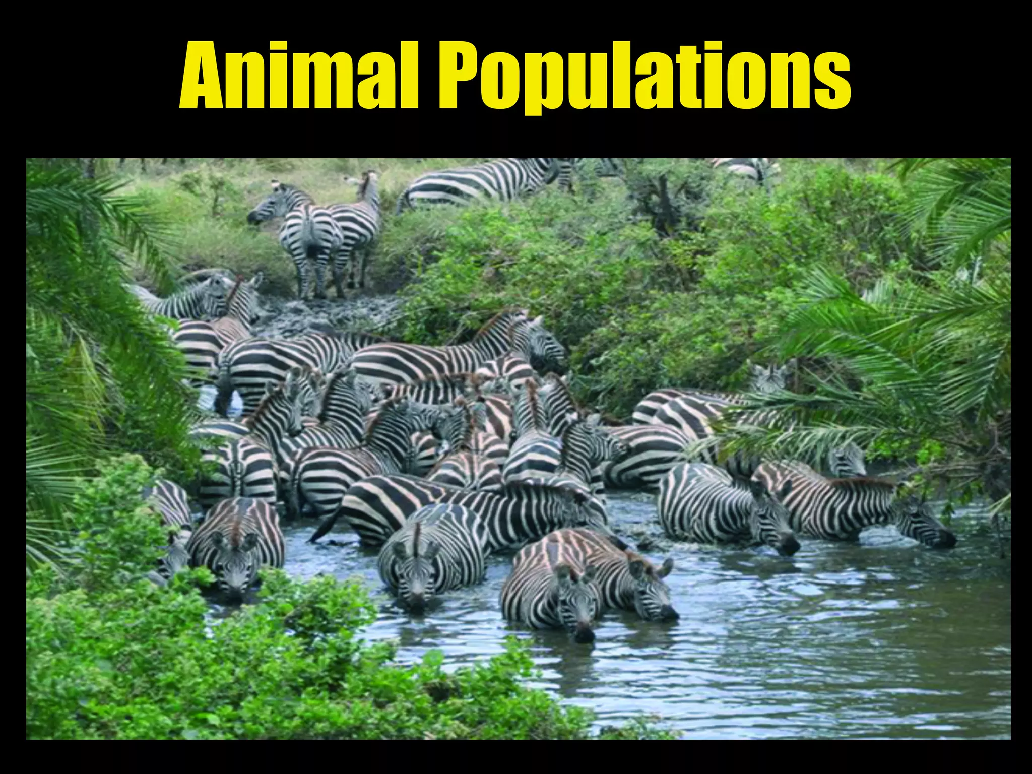 Animal Populations
 