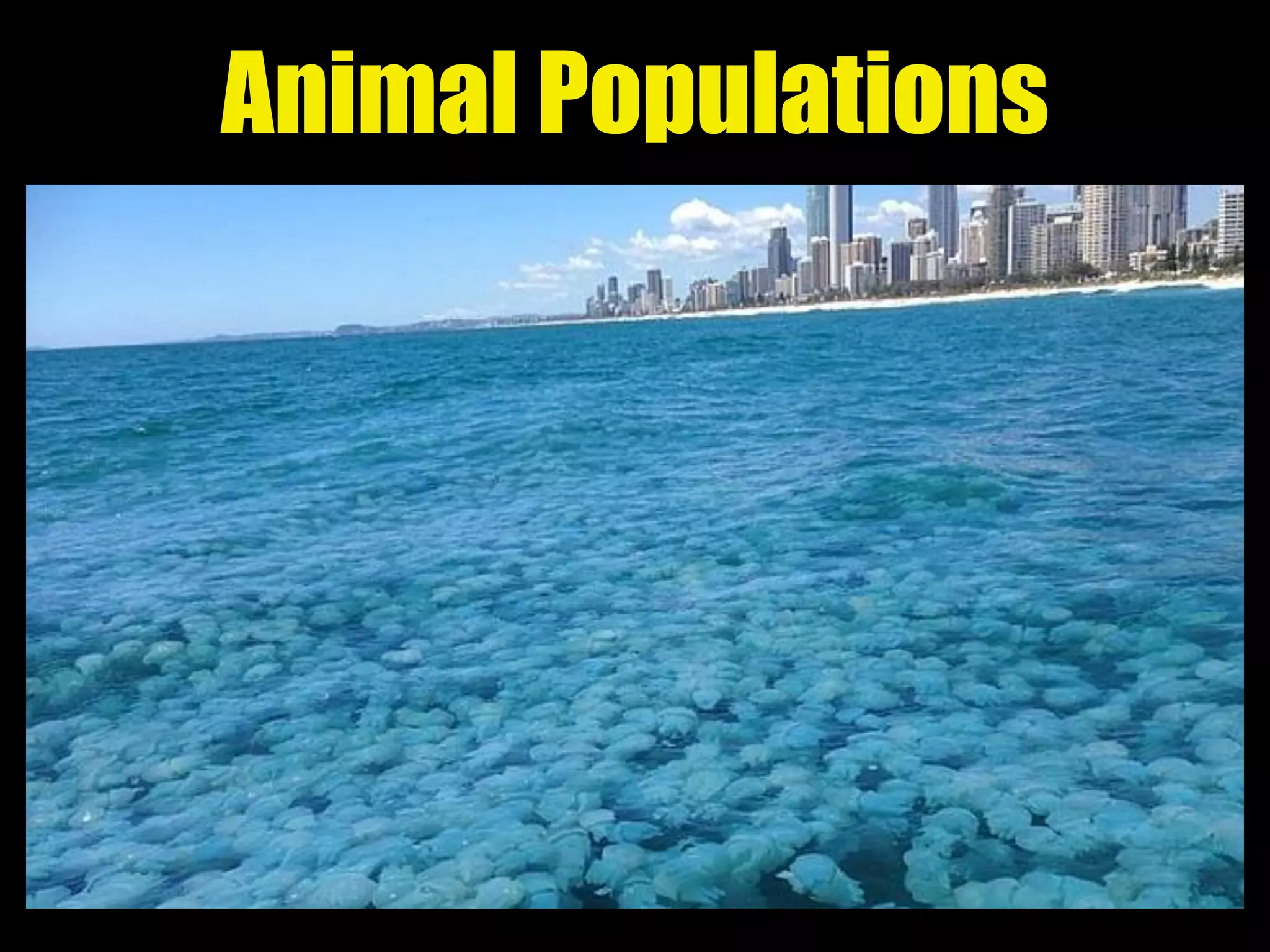 Animal Populations
 