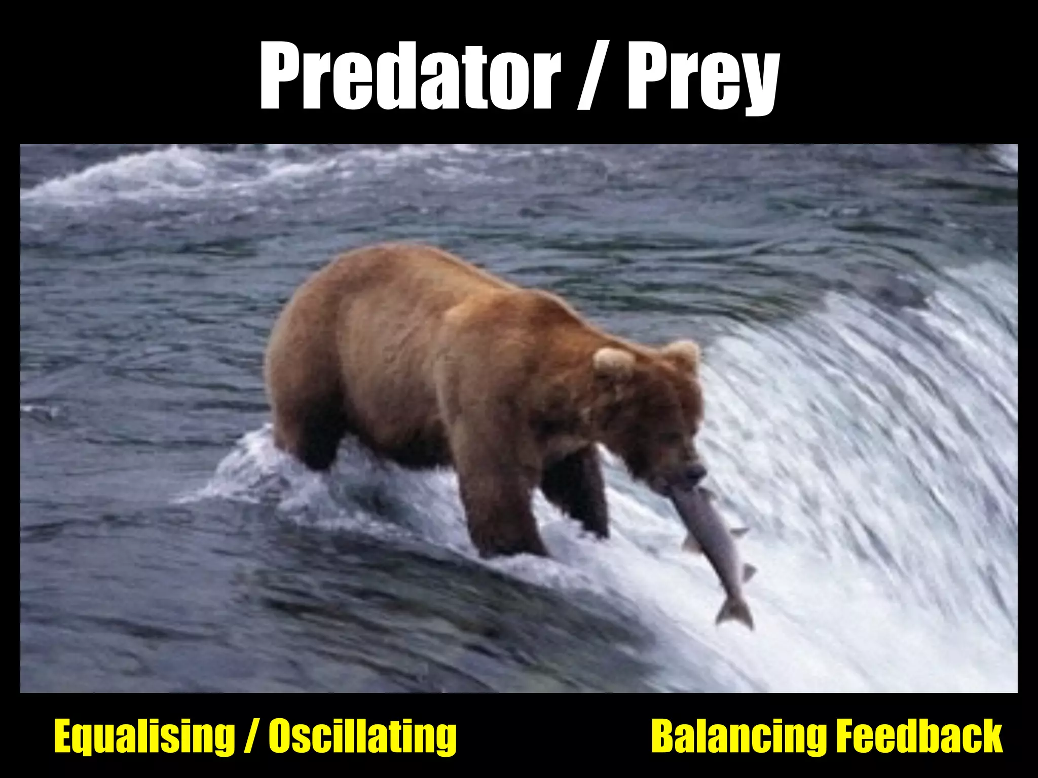 Predator / Prey
Equalising / Oscillating Balancing Feedback
 
