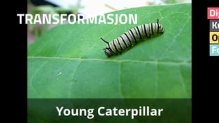 Fo
Op
Ku
Dig
TRANSFORMASJON
 