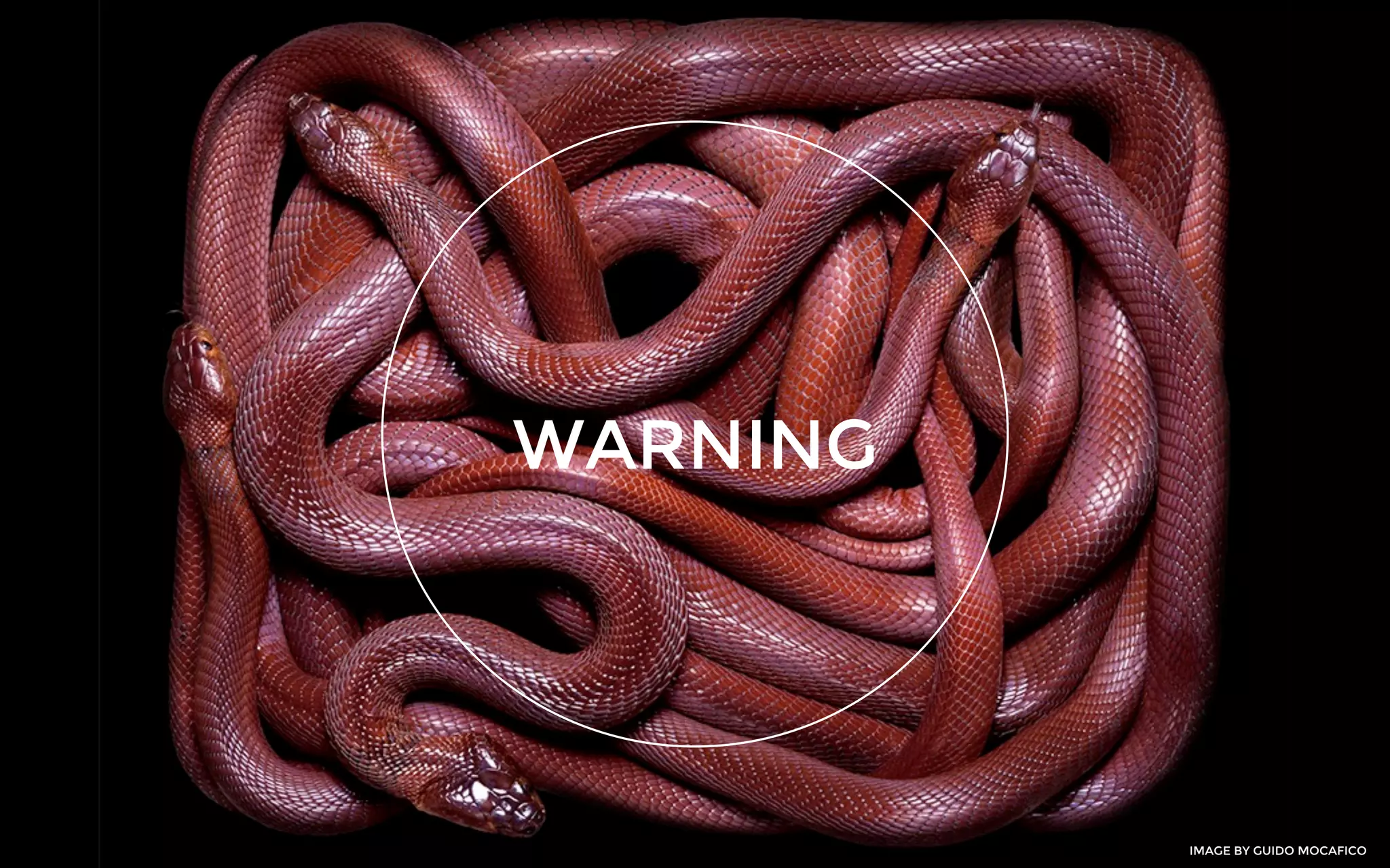 WARNING
IMAGE BY GUIDO MOCAFICO
 