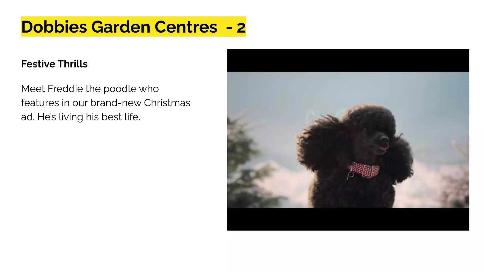 Dobbies Garden Centres - 2
Festive Thrills
Meet Freddie the poodle who
features in our brand-new Christmas
ad. He’s living his best life.
 