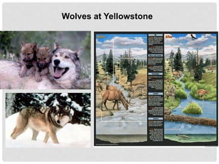 Wolves at Yellowstone
 