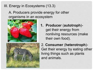 III. Energy in Ecosystems (13.3)
A. Producers provide energy for other
organisms in an ecosystem
1. Producer (autotroph)-
get their energy from
nonliving resources (make
their own food).
2. Consumer (heterotroph)-
Get their energy by eating other
living things such as plants
and animals.
 
