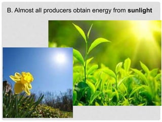 B. Almost all producers obtain energy from sunlight
 