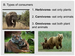 B. Types of consumers
1. Herbivores- eat only plants
2. Carnivores- eat only animals
3. Omnivores- eat both plant
and animals
 