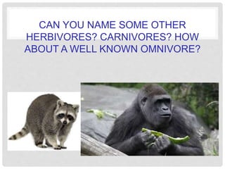 CAN YOU NAME SOME OTHER
HERBIVORES? CARNIVORES? HOW
ABOUT A WELL KNOWN OMNIVORE?
 