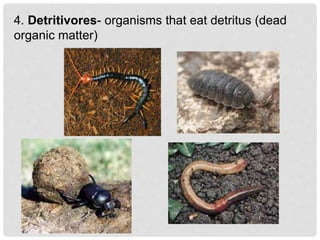 4. Detritivores- organisms that eat detritus (dead
organic matter)
 