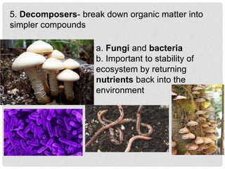 5. Decomposers- break down organic matter into
simpler compounds
a. Fungi and bacteria
b. Important to stability of
ecosystem by returning
nutrients back into the
environment
 