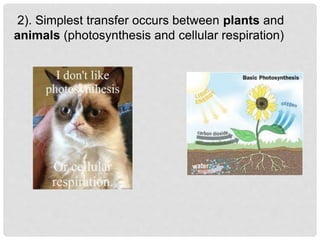 2). Simplest transfer occurs between plants and
animals (photosynthesis and cellular respiration)
 