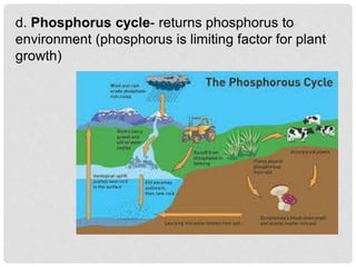 d. Phosphorus cycle- returns phosphorus to
environment (phosphorus is limiting factor for plant
growth)
 