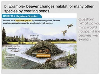 b. Example- beaver changes habitat for many other
species by creating ponds
Question:
What do you
think would
happen if the
beavers went
extinct?
 