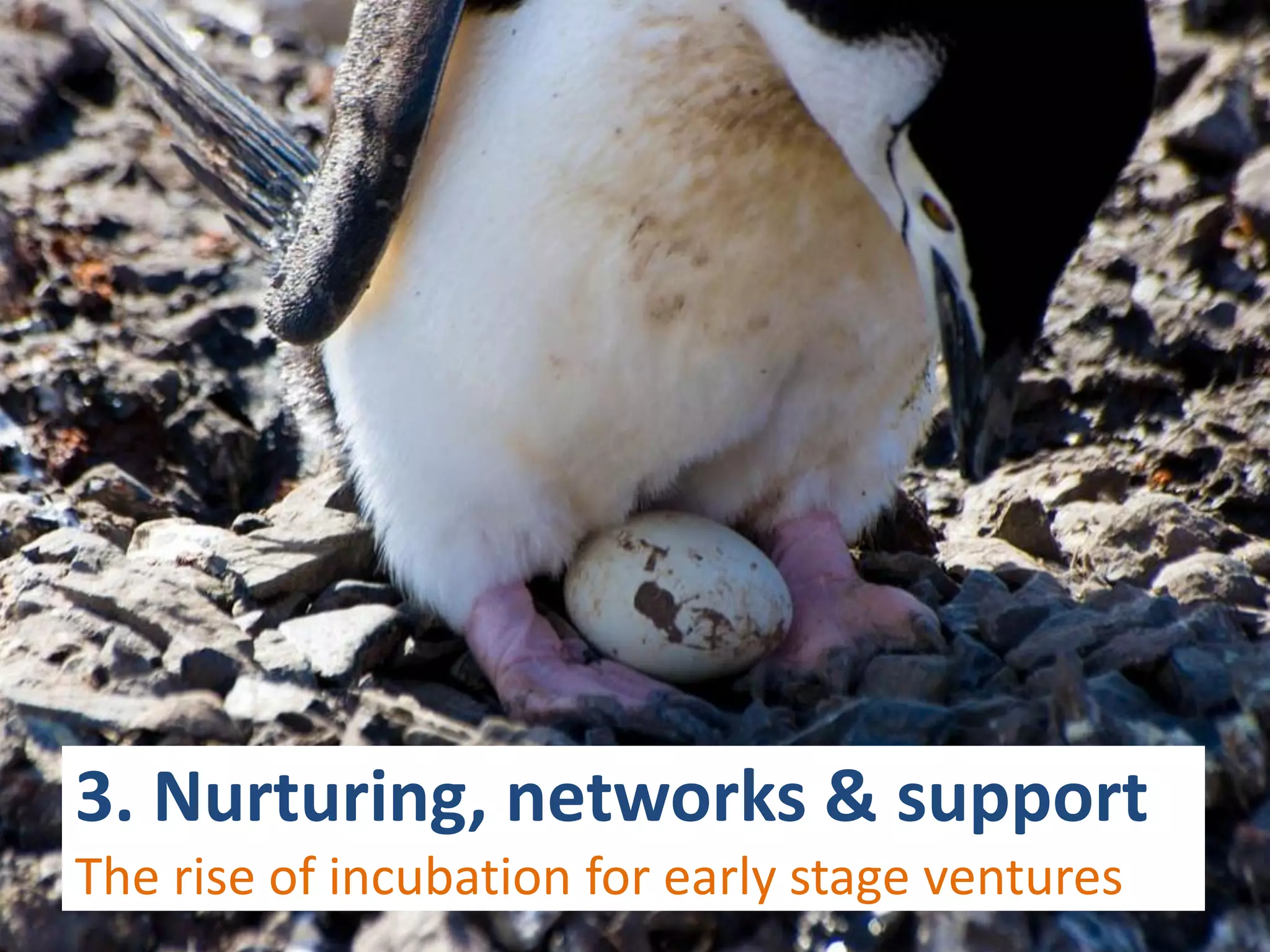 3. Nurturing, networks & support
The rise of incubation for early stage ventures
 