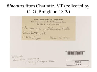 Rinodina from Charlotte, VT (collected by
C. G. Pringle in 1879)
 