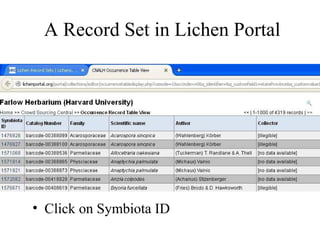 A Record Set in Lichen Portal
• Click on Symbiota ID
 