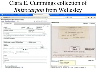 Clara E. Cummings collection of
Rhizocarpon from Wellesley
 