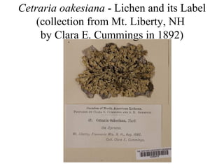Cetraria oakesiana - Lichen and its Label
(collection from Mt. Liberty, NH
by Clara E. Cummings in 1892)
 