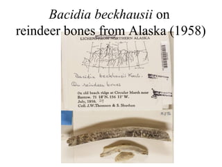 Bacidia beckhausii on
reindeer bones from Alaska (1958)
 