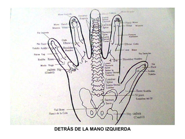 Digitopuntura | PPT