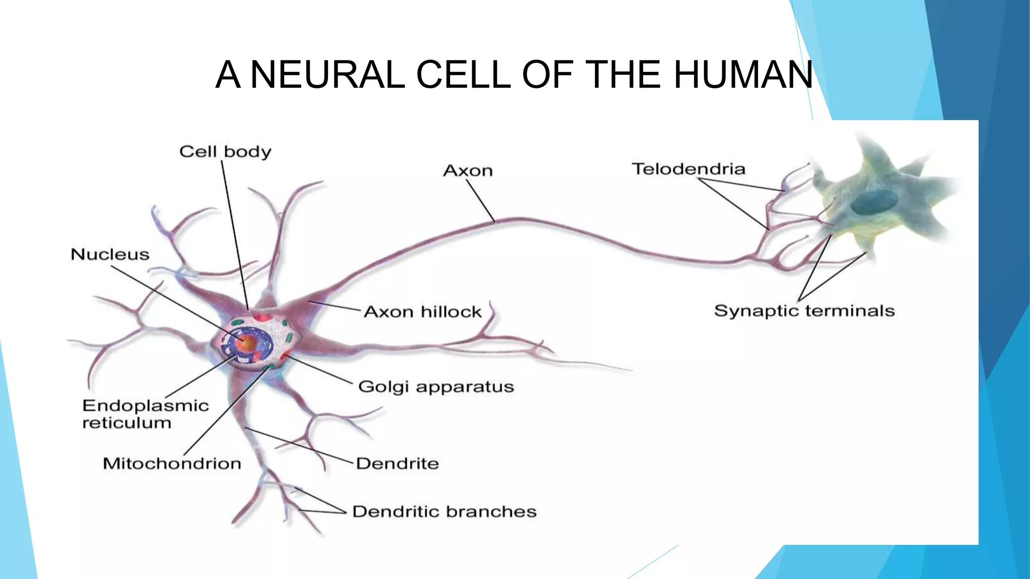 A NEURAL CELL OF THE HUMAN
 