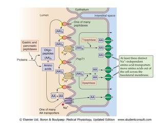 Comprehensive Overview of Digestion and Absorption of Carbohydrates ...