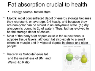 Comprehensive Overview of Digestion and Absorption of Carbohydrates ...