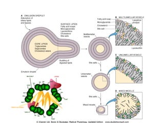 Comprehensive Overview of Digestion and Absorption of Carbohydrates ...