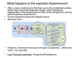 Comprehensive Overview of Digestion and Absorption of Carbohydrates ...