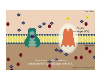 Digoxin | PPTX