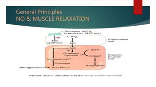 General Principles
NO & MUSCLE RELAXATION
 