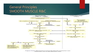 General Principles
SMOOTH MUSCLE R&C
 
