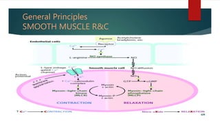 General Principles
SMOOTH MUSCLE R&C
 
